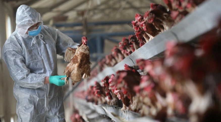 Gripe aviária pode impactar no mercado de grãos, alerta Aprosoja/MS