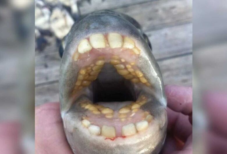 Pescador fisga peixe com 'dentes humanos' e quebra recorde