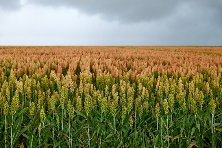 Novos zoneamentos do sorgo granífero e do milheto orientam produção agrícola