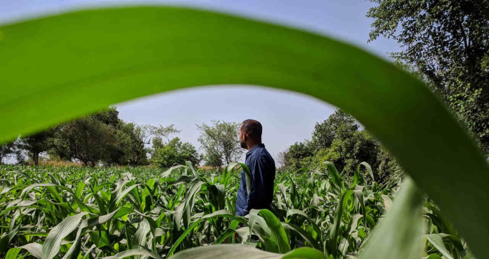 Plano Safra da agricultura familiar será de R$ 77,7 bilhões; confira detalhes