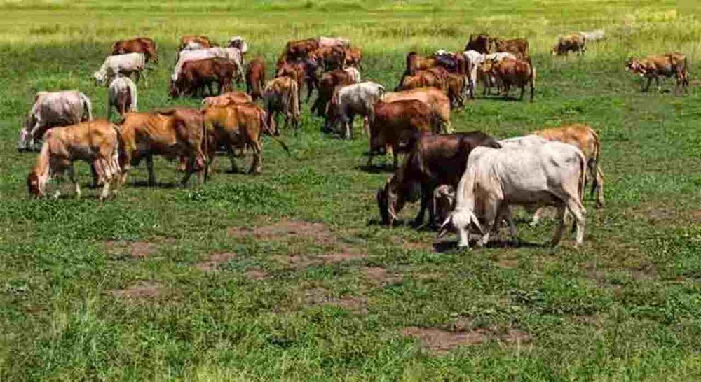 Brasileiro é preso acusado de roubo de gado no Paraguai