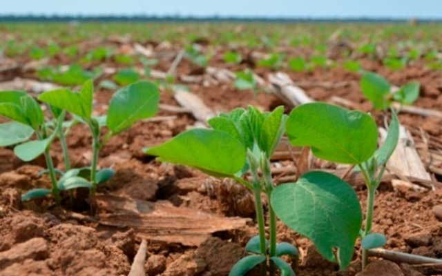 Produtores aproveitam chuvas e apressam plantio da soja