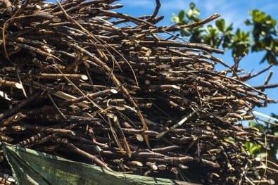 Moagem de cana atinge 43 milhões de toneladas na 2ª quinzena de junho