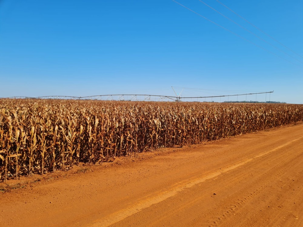 Mato Grosso do Sul ocupa o 7º lugar no ranking de captação de crédito rural
