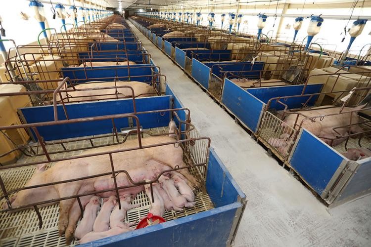 Em 5 anos, produção de carne suína de MS cresce 62%