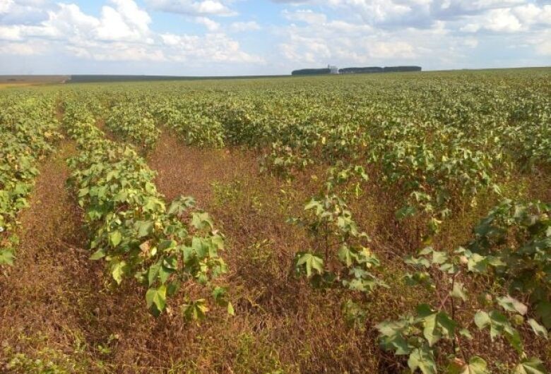 Presença de plantas daninhas no algodão aumenta e requer atenção do produtor
