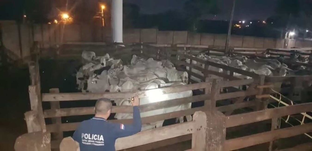 Gado contrabandeado do Brasil é encontrado em matadouro de Pedro Juan Caballero