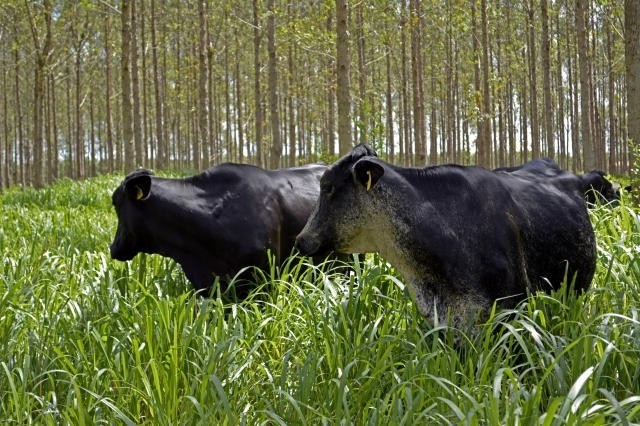 Agricultura de Baixo Carbono cresce quase 98% de julho a setembro