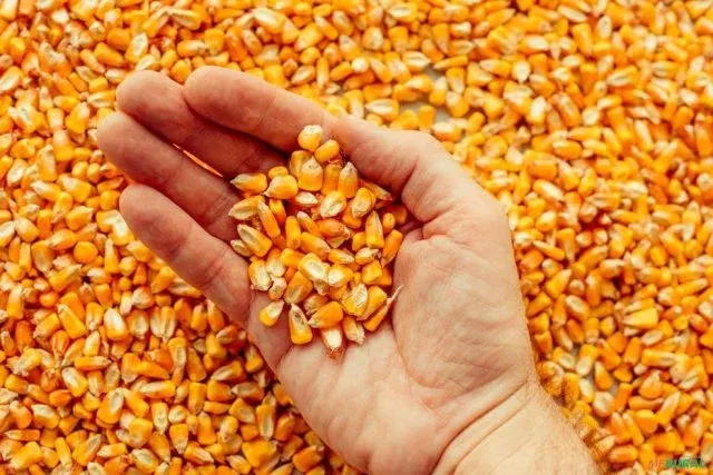 Milho: indicador segue em queda e opera nos patamares de agosto de 2020