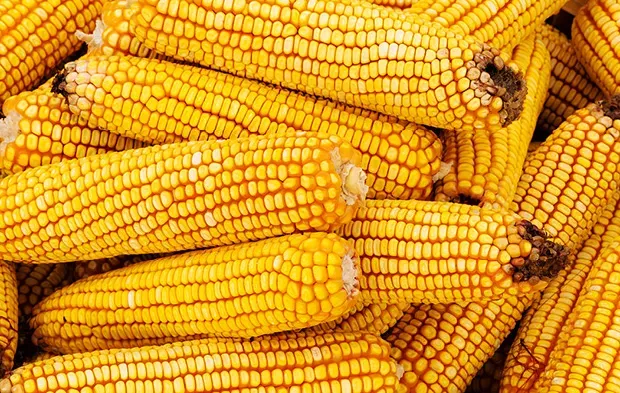 Preço do milho caiu quase 20 pontos percentuais a mais do que soja