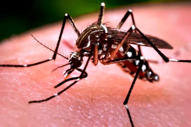Notificações de zika vírus aumentam no país em relação a 2022