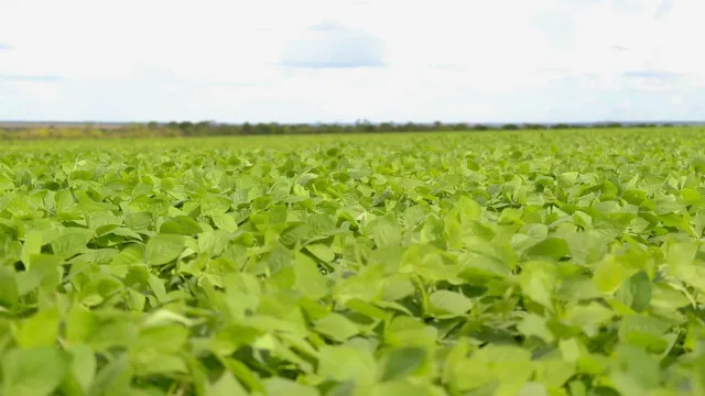 Análise Embrapa: Para maior rendimento, lavoura de soja deve receber 700 mm de água
