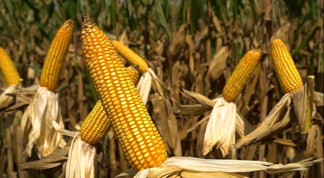 Milho: vendas semanais dos EUA ficam em 673.500 de t em 2023/24