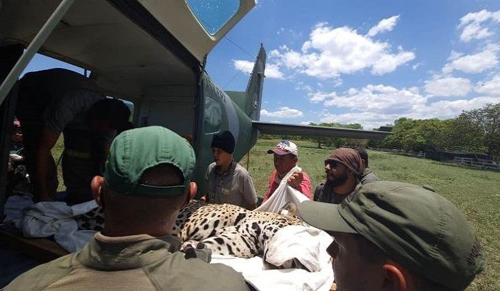 Morre uma das duas onças pintadas feridas em incêndio no Pantanal