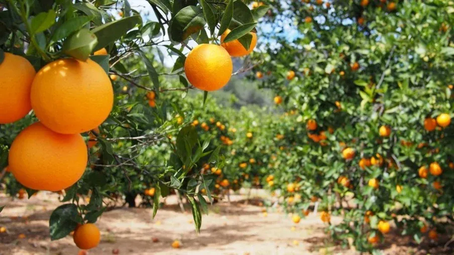 Fundecitrus mantém estimativa de safra de laranja 23/24
