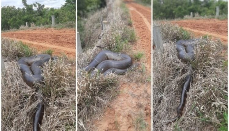 Motorista flagra sucuri de 8 metros em estrada de fazenda