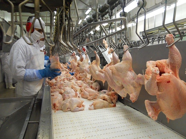 Gripe aviária: Japão suspende importação de carne de aves em MS