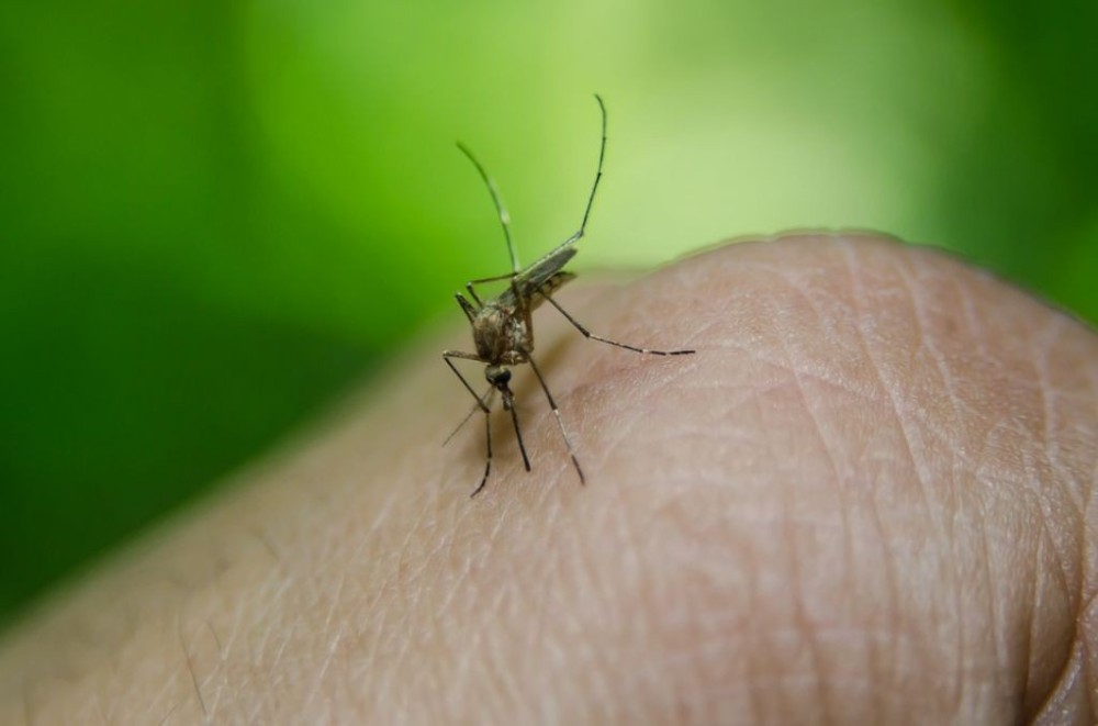 Ponta Porã registra 1,4 mil casos prováveis de Dengue em 2023