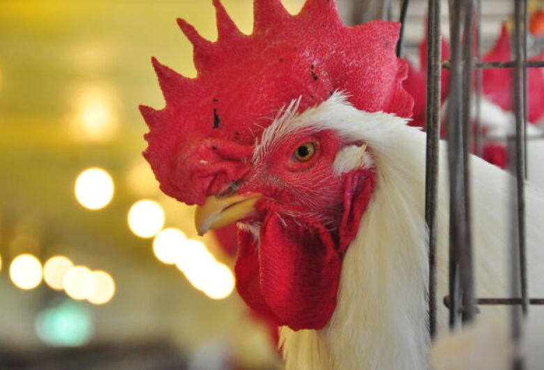 ABPA vai apoiar governo para restabelecer exportações de frango de MS