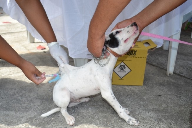 Zoonoses realiza vacinação antirrábica neste sábado em Ponta Porã; confira os locais