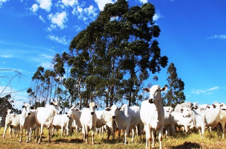 Governo faz cooperação técnica para melhoramento genético do rebanho de MS