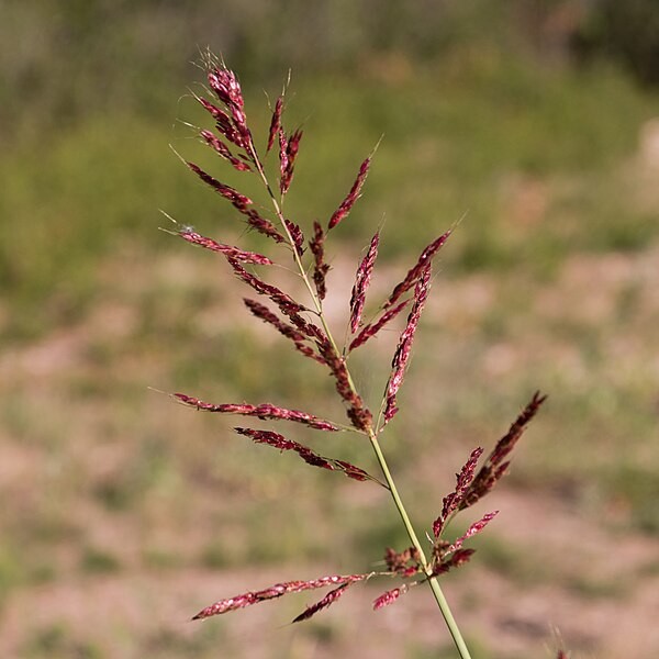 Aprosoja e Famasul alertam para a importância da eliminação de Sorghum halepense