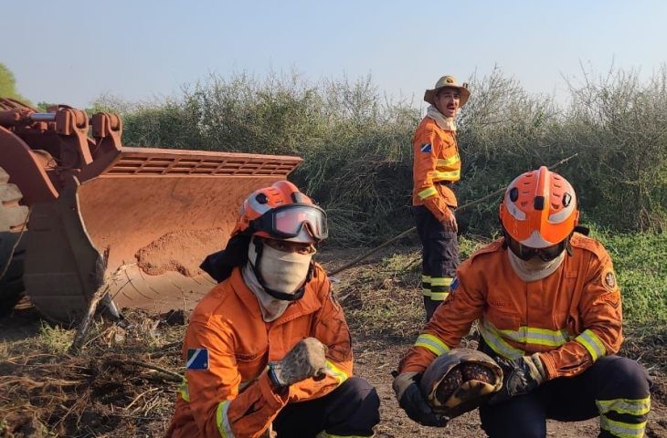 Com atuação no combate a incêndios florestais, Bombeiros buscam por animais silvestres
