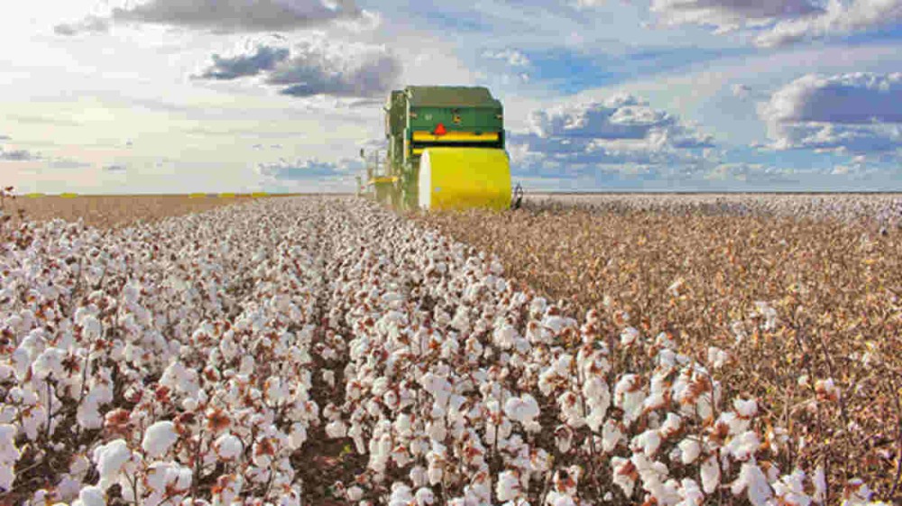 Ministério proíbe cultivo de algodão em 7 cidades do Estado
