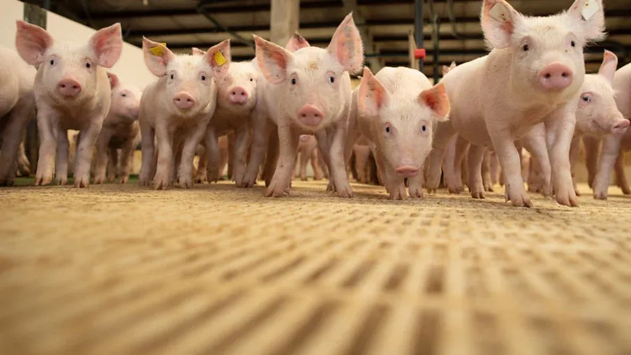 Exportações de carne suína crescem 9,2% em setembro