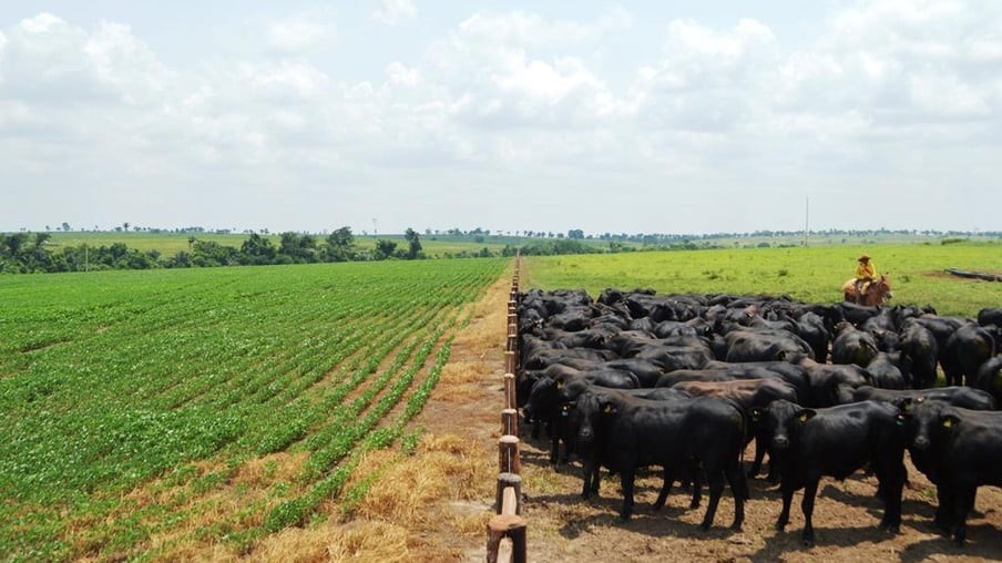 Agropecuária pode representar 44% das exportações brasileiras