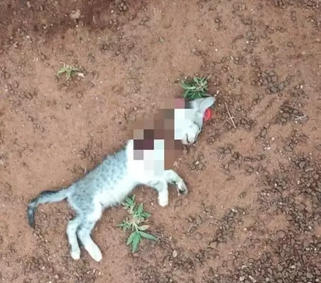Homem ameaça esposa e ainda dá ‘facãozada’ em gatinho