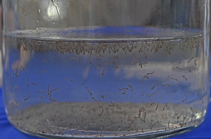 Saúde realiza Dia D de combate à dengue, chikungunya e zika neste sábado