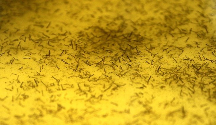 Casos de dengue crescem em MS e proliferação pode ser evitada