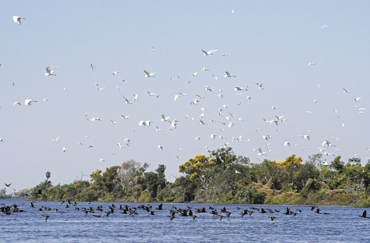 Lei do Pantanal prevê ampliar proteção e reduzir desmatamento