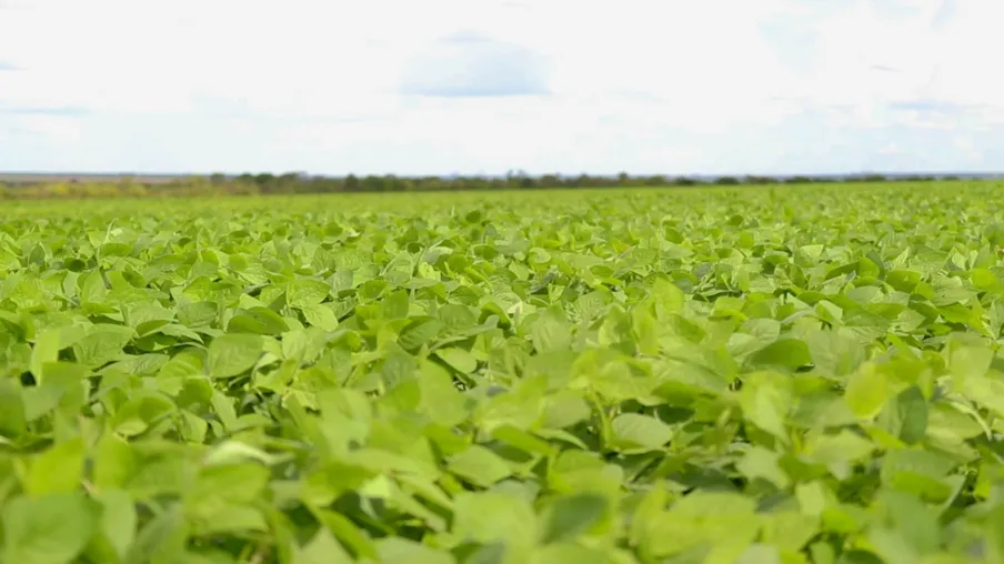 Pegada de carbono do campeão de produtividade de soja foi 61% menor