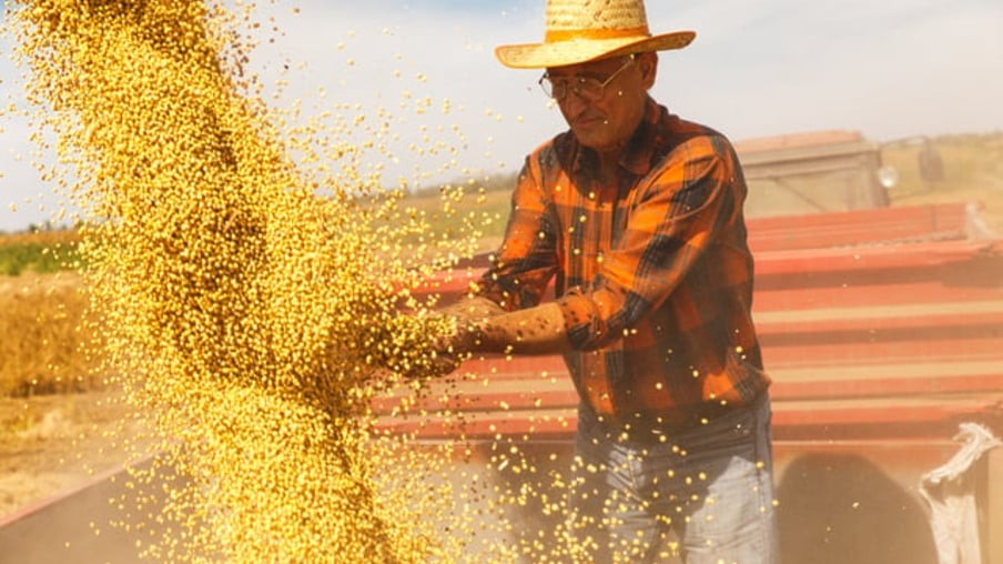 Soja: Datagro Grãos diz que produtor terá lucro inferior a 2021 e 2022