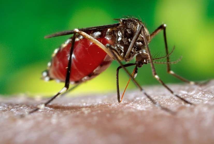 Butantan iniciará teste pré-clínico de vacina contra Zika em 2024