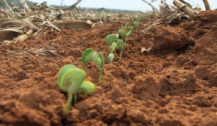 Agricultores de MS tem até 31 de dezembro para terminar plantio