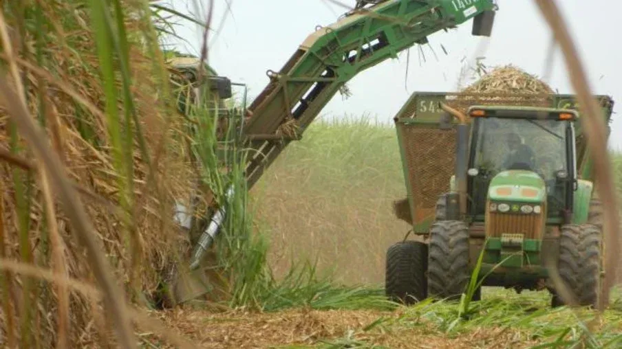 Moagem de cana-de-açúcar pode atingir 600 milhões de toneladas na safra 2024/25