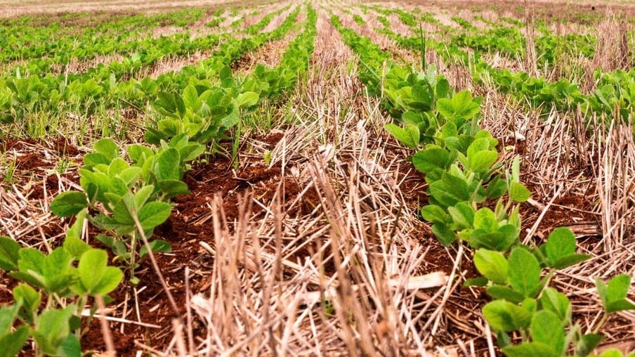 Mato Grosso do Sul e mais 7 estados já concluíram plantio da soja