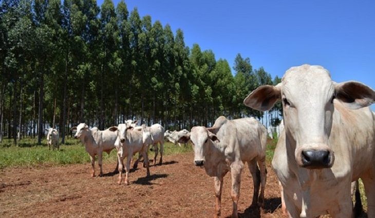 Precoce MS avança com abate de 1,3 milhão de cabeças de gado