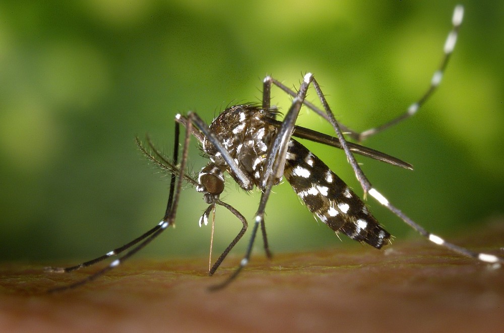 Dengue: Brasil tem 12 mortes e mais de 120 mil casos prováveis