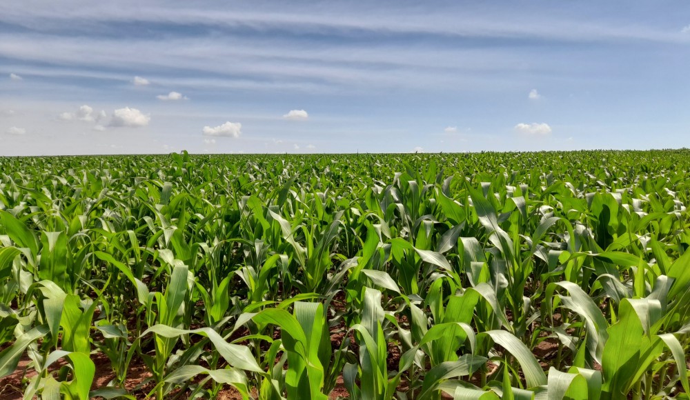 Mato Grosso do Sul deve produzir 11,4 milhões de toneladas de milho na segunda safra