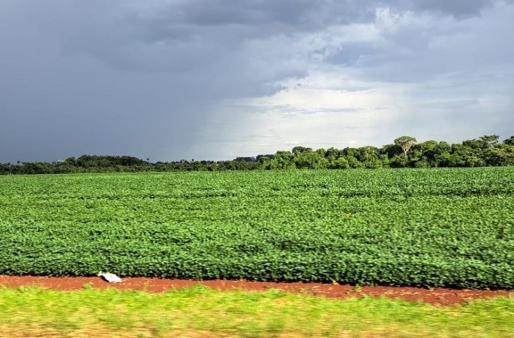 Prazo para cadastro de áreas de plantio de soja encerra dia 31 de janeiro