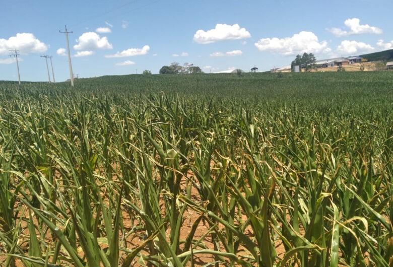 Produtor com quebra de safra pode renegociar seu crédito rural