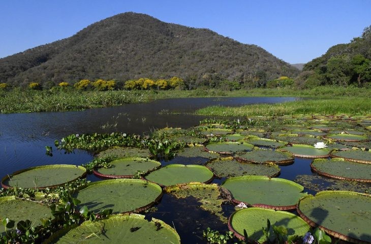 Lei do Pantanal entra em vigor e decreto traz primeiras regulamentações