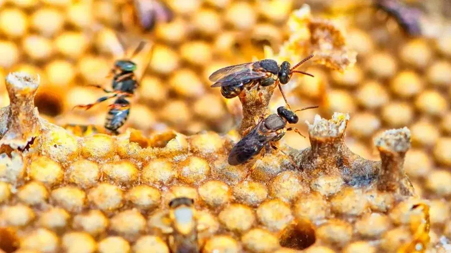 Ibama restringe uso de tiametoxam devido a riscos para abelhas