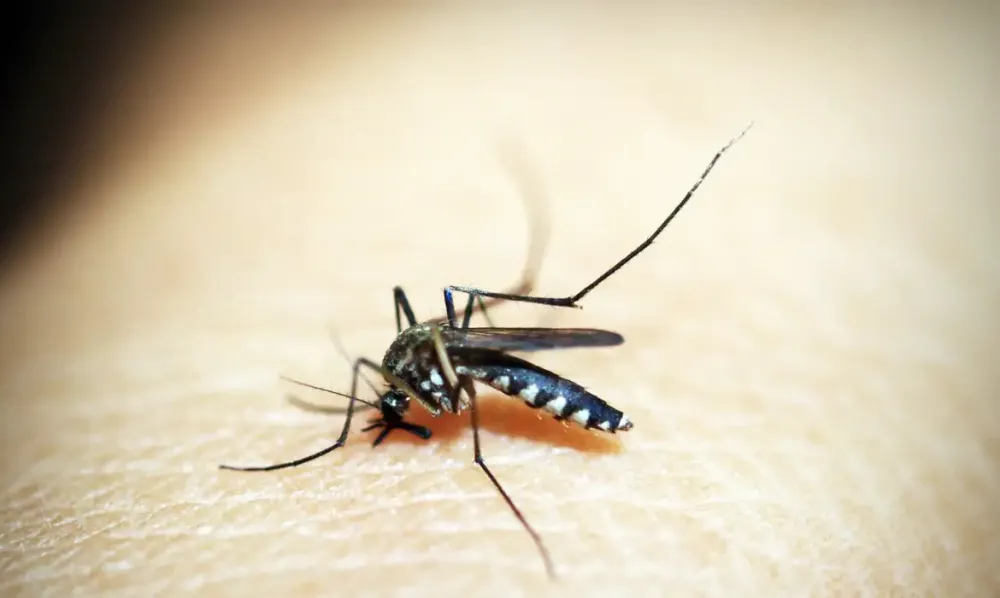 Entenda por que hemorragia não é o principal sintoma da Dengue grave