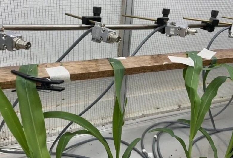 Estudo mostra que fungo pode controlar praga que atinge o milho