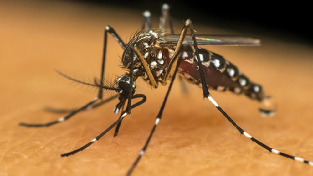 Brasil se aproxima de 1 milhão de casos prováveis de Dengue